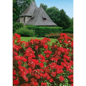 Rosebush Kadora ® Noa83100B