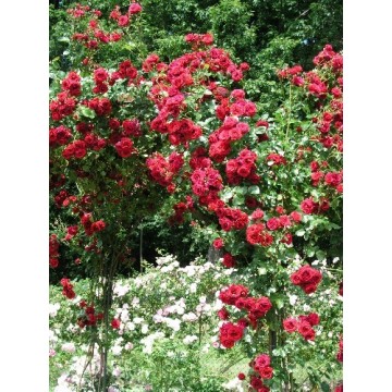 Rosa LE GRAND HUIT ® Gpt...