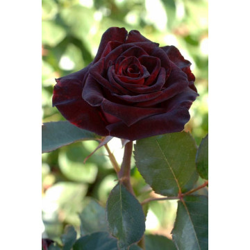 BLACK BACCARA ® Meidebenne (MEILLAND)