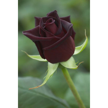 BLACK BACCARA ® Meidebenne (MEILLAND)