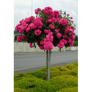 Rose STEM 100 cm EMERA ®...