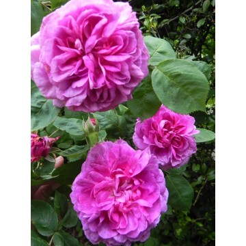 Rosier TIGE 100 cm ROSE DE...