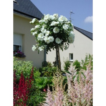 Rose STEM 100 cm OPALIA ®...