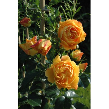 Rosa XCELLENCE DE FRONTIGNAN® Tan10553