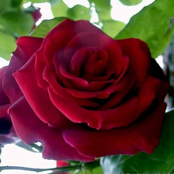 Rose EDITH PIAF Gpt ® Meiramboysar