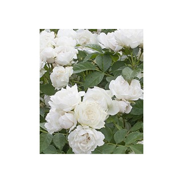 Rosa Crème CHANTILLY ® Meiradena