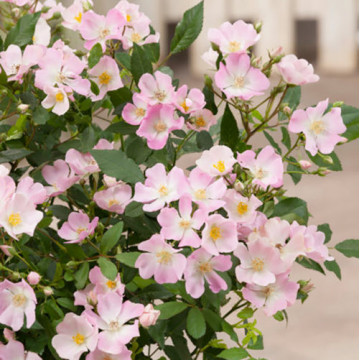 La Rose du désert, une plante à caudex à l'allure de bonsaï !