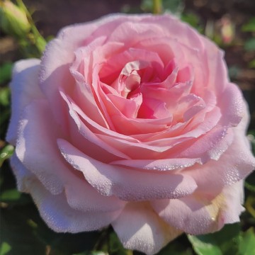 Rosebush La Gaîté ® Tan 13522