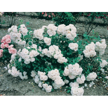 Rose STEM 100 cm Aspirin ®...