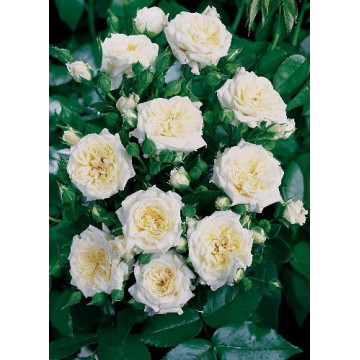 Rosenstrauch Little White ®...