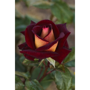 Rosebush Eddy Mitchell ®...