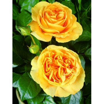 Rosebush Bataclan ® Tan94488