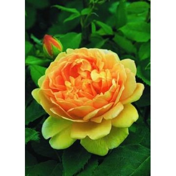 Rose STEM 100 cm GOLDEN...