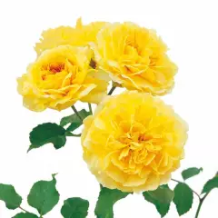 Rosier MOLINEUX ® Ausgold - Rosiers anglais