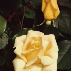 Rosier Dicjana synonyme Elina - Rosiers à grandes fleurs
