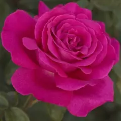 Rosier Sexy Perfumella ® Meimirtylus - Rosiers à grandes fleurs