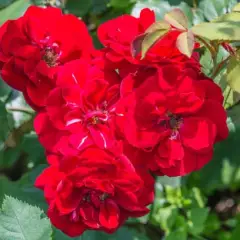 Rosier Europeana - Rosiers à massifs