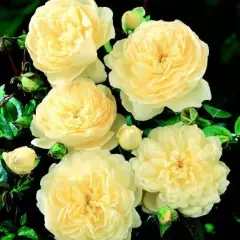 Rosier Canterbury Gpt ® Harfable - Rosiers lianes (grimpants)