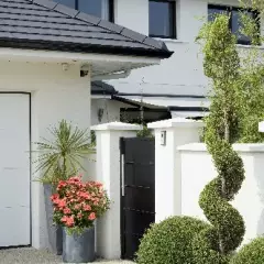 Rosier Isalia ® Noat1804 - Décorosiers