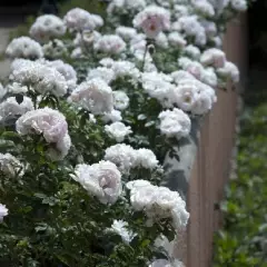 Rosier Lovely Symphonie® Meitajon - Rosiers nains