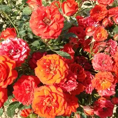 Rosier Orange Symphonie ® Meininrut - Rosiers nains