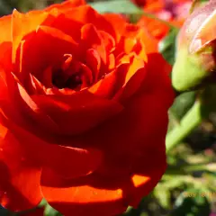 Rosier Orange Symphonie ® Meininrut - Rosiers nains