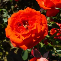 Rosier Orange Symphonie ® Meininrut - Rosiers nains