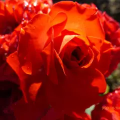 Rosier Orange Symphonie ® Meininrut - Rosiers nains