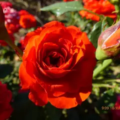 Rosier Orange Symphonie ® Meininrut - Rosiers nains