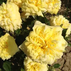 Rosier TIGE 100 cm GOLDEN DELIGHT - Rosiers tiges et pleureurs