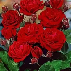 Rosier TIGE 100 cm NINA WEIBULL - Rosiers tiges et pleureurs