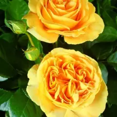Rosier Bataclan® Tan94488 - Rosiers à grandes fleurs