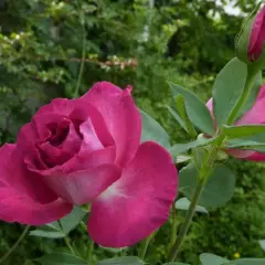 Rosier Hot Pink ® Dorgevi - Rosiers à grandes fleurs