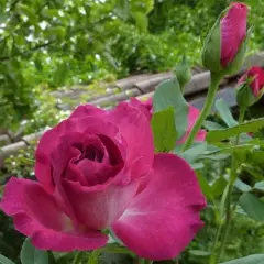 Rosier Hot Pink ® Dorgevi - Rosiers à grandes fleurs