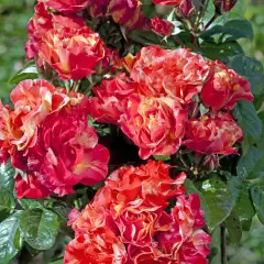 Rosier Prime Time ® Lapastri - Rosiers arbustifs