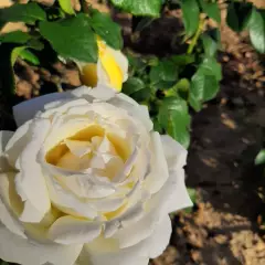 Rosier Jeanne Coeur® Oranobri - Rosiers à grandes fleurs