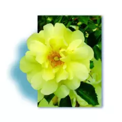 Rosier Celina ® Noason - Décorosiers Rosier Celina ® Noason - Décorosiers