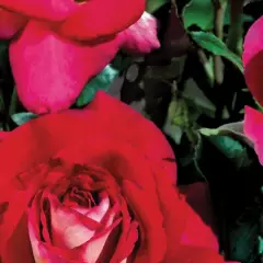 Rosier Or Brun ® Lapbrun - Rosiers à grandes fleurs