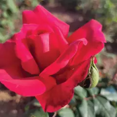 Rosier Prince Jacques de Monaco ® Reuwin - Rosiers à grandes fleurs