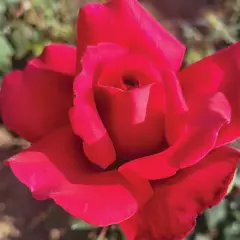 Rosier Prince Jacques de Monaco ® Reuwin - Rosiers à grandes fleurs