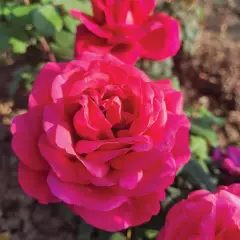 Rosier Prince Jacques de Monaco ® Reuwin - Rosiers à grandes fleurs