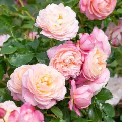 Rosier David HOCKNEY® Meibritty - Rosiers grimpants