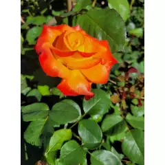 Rosier HENRYANE DE CHAPONAY® Ora 351 - Rosiers à grandes fleurs