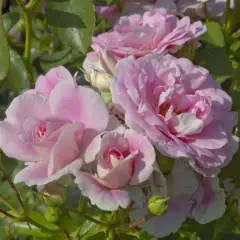 Rosier BONICA® Meidomonac - Rosiers paysagers