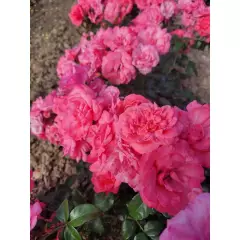 Rosier Les Amoureux De Peynet® Meitobla - Rosiers à massifs
