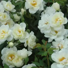 Rosier Poulcov synonyme Pyrénées - Rosiers couvre-sol et tapissants