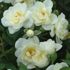 Rosier Poulcov synonyme Pyrénées - Rosiers couvre-sol et tapissants