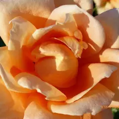 Rosier Beauté - Rosiers à grandes fleurs