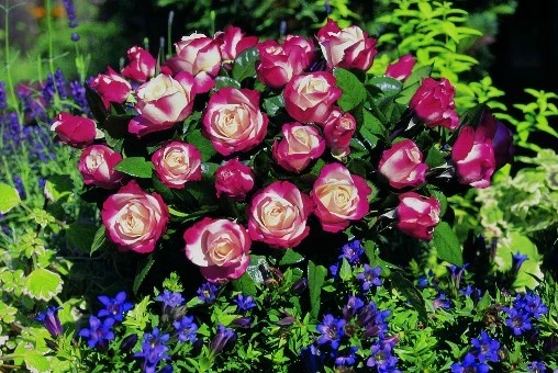 Rosier La Garçonne ® Taneiglat