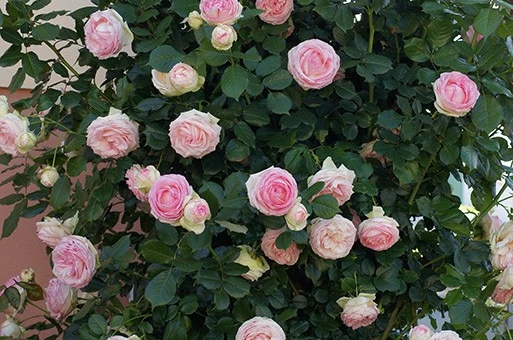 Roseto PIERRE DE RONSARD Meiviolin
